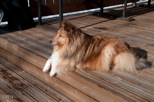 Koira saunan kuistilla